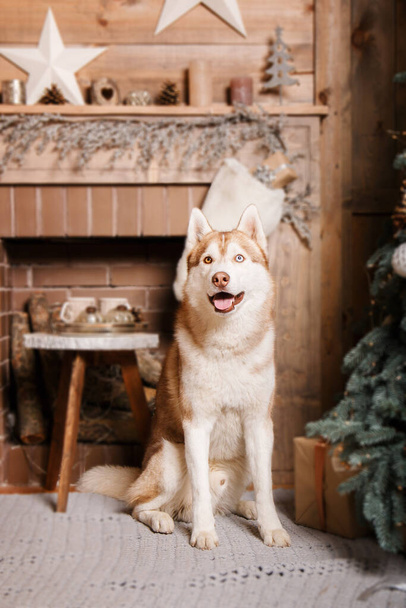 Happy New Year, Christmas holidays and celebration.  Dog (pet) near the Christmas tree.  - Foto, Imagem