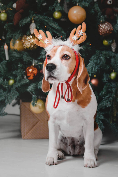 Cute dog with reindeer antlers on background of Christmas tree. Happy New Year, Christmas holidays and celebration.  Dog (pet) near the Christmas tree.  - Fotografie, Obrázek