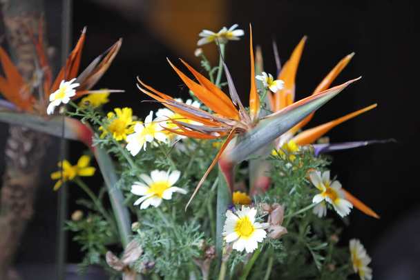 Strelitzia con ramo de crisantemo, enfoque selectivo - Foto, Imagen