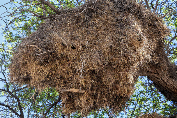 Tessitore socievole africano grande nido su albero
 - Foto, immagini