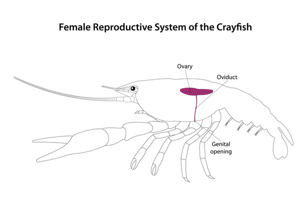 Sistema reproductivo femenino del cangrejo de río - Foto, imagen