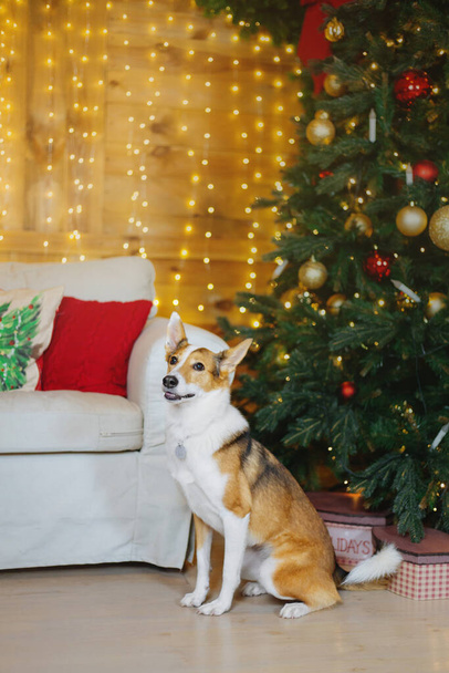 З Новим роком, Різдвяними святами та святкуванням. Собака (пес) біля ялинки
.  - Фото, зображення