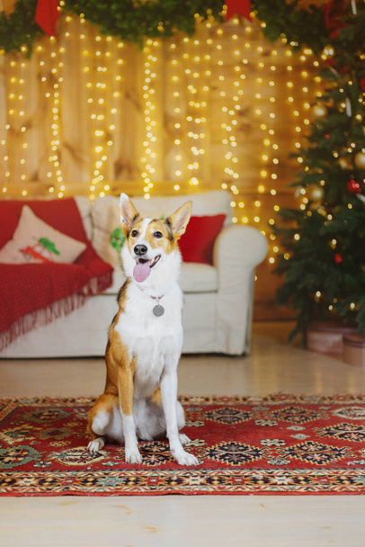 Happy New Year, Christmas holidays and celebration.  Dog (pet) near the Christmas tree.  - Фото, зображення
