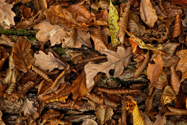 Αποσύνθεση αποξηραμένων φθινοπωρινών φύλλων - Closeup  - Φωτογραφία, εικόνα