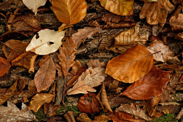 Autumnal Concept with Tree Leaves especially Oak and Beech Leaves - Photo, Image