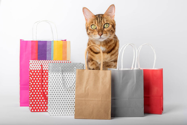 Domestic cat among colorful bags isolated on white background. - Foto, immagini