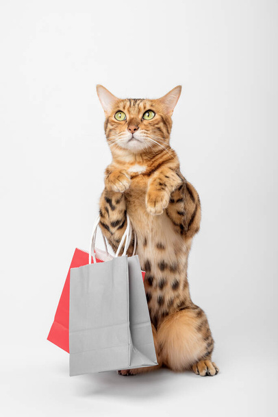 Funny ginger cat holds paper bags with purchases on a white background. Vertical shot. - Photo, image