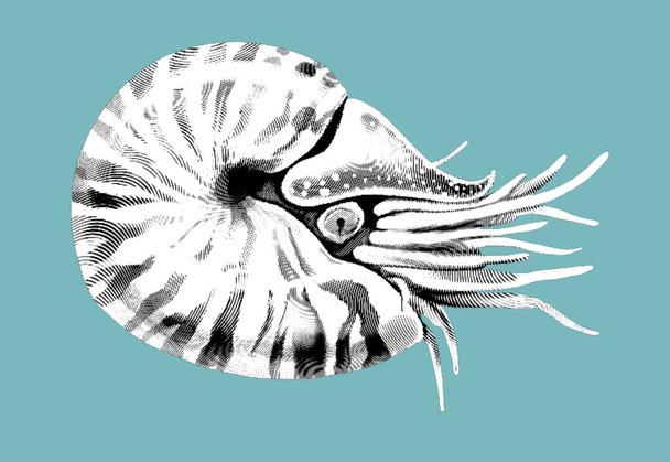 Kupferstich von Nautilus. Eine realistische Darstellung der Nautilus. Hochwertige Illustration - Foto, Bild