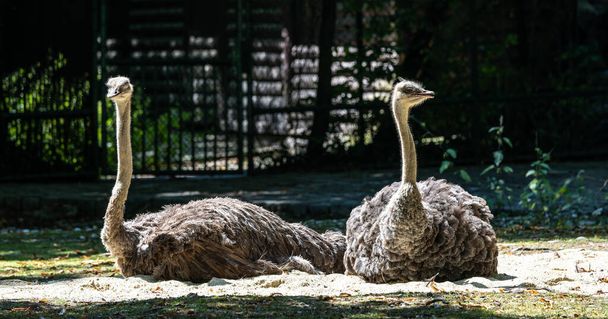 Страус Struthio camelus, або просто страус, - вид великих нелітаючих птахів, родом з Африки. Це один з двох сучасних видів страусів. - Фото, зображення