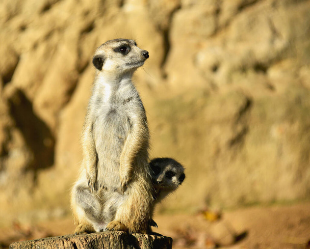 Beautiful meerkat. A large family of meerkats is always happy for everyone. - Photo, Image