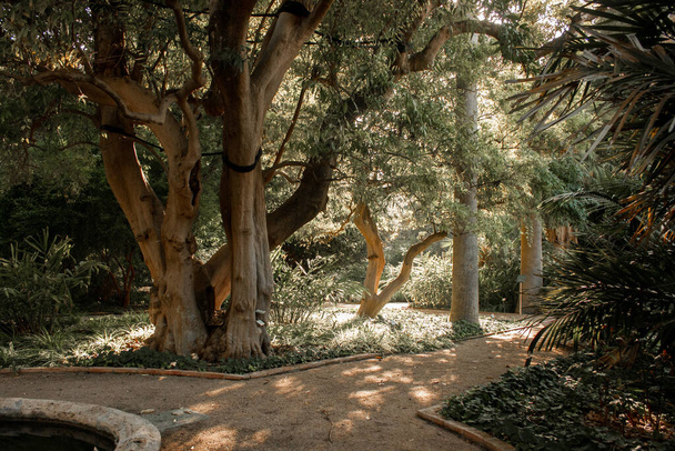 park with large trees, which has a sand path for pedestrians, which is bordered by concrete borders and flower beds with green grass and bushes. - Φωτογραφία, εικόνα
