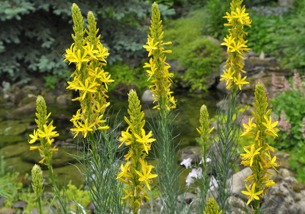 Asphodeline lutea florece en el jardín botánico en verano - Foto, imagen