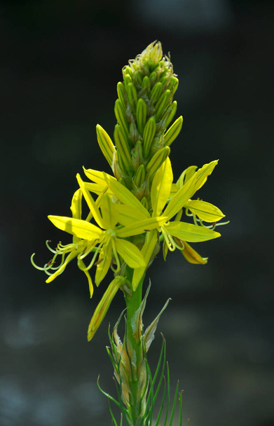 Asphodeline lutea florece en el jardín botánico en verano - Foto, imagen