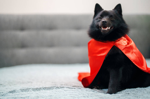Portrait of Schipperke super hero dog. - Photo, Image