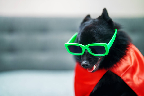 Schipperke szuperhős kutya visel csillogó szemüveg. - Fotó, kép