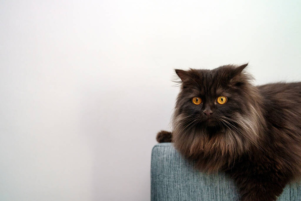 Scozzese gatto dritto sdraiato sul divano. - Foto, immagini