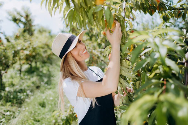 Smiling female gardener in hat and apron having harvest time in orchard. Caucasian female agronomist with blond hair picking organic ripe peaches at garden. - Foto, imagen