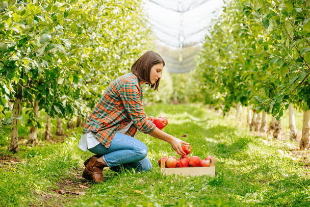 Front view girl farmer touches with hands carefully examines apples lying in a wooden box on the ground. The task of the young agronomist is to inspect the quality of the fruits and the work done. - 写真・画像