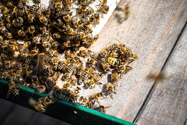 Медоносные пчелы собираются задушить смертоносных шершней у входа в улей - Фото, изображение