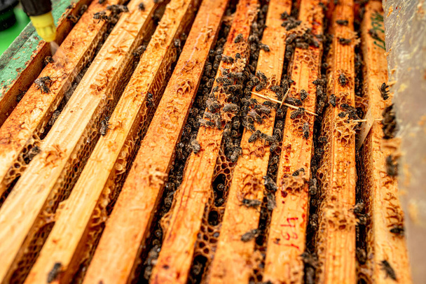 Open hive with plates from varoa mites. Diseases of bees and their treatment. Varroasis. Varroa destructor. - Photo, Image