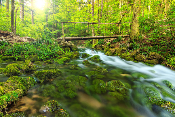 Primavera paisagem e ponte de madeira na floresta, Transilvânia, Roménia
 - Foto, Imagem
