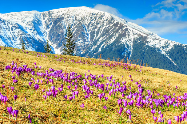 Ανοιξιάτικο τοπίο και όμορφα λουλούδια κρόκου, Fagaras βουνά, Καρπάθια, Ρουμανία - Φωτογραφία, εικόνα