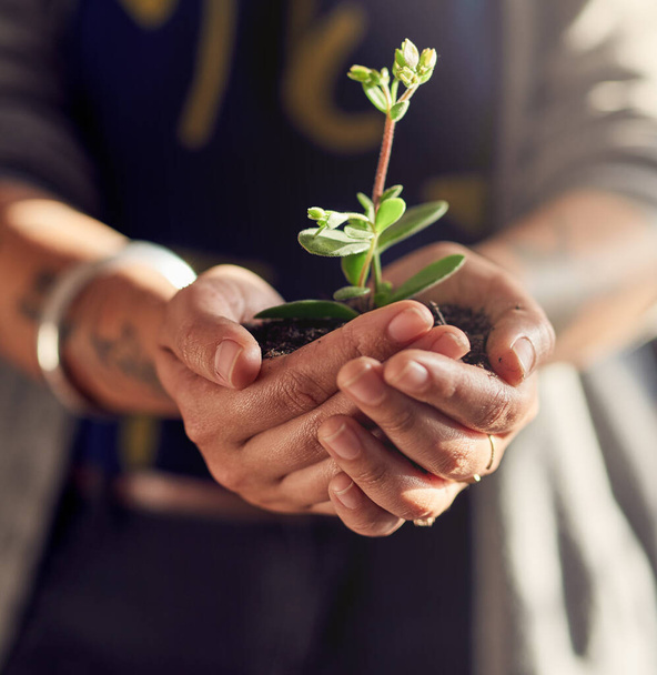 Fomentar o crescimento. Closeup tiro de umas mãos de mulher que mantêm uma planta cultivada de sementes - Foto, Imagem