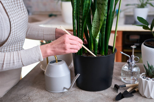 Woman cultivates the soil of Potted House plants with gardening tools on concrete table. - Foto, imagen