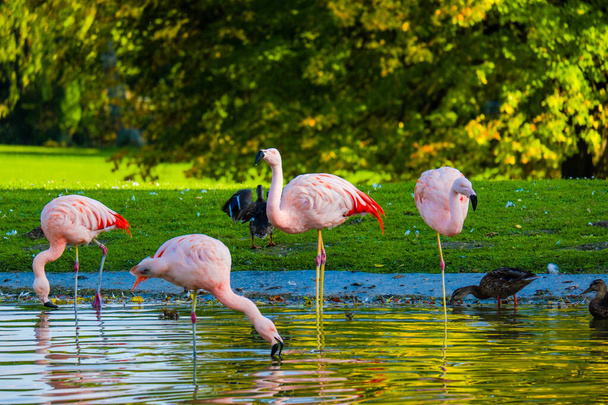 cute pink flamingos in water at park - Φωτογραφία, εικόνα