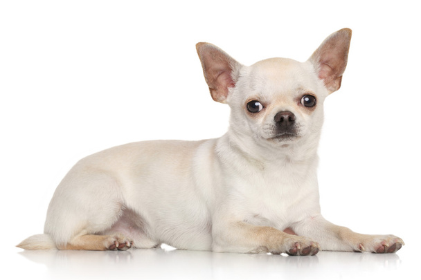 Chihuahua on white background - Valokuva, kuva