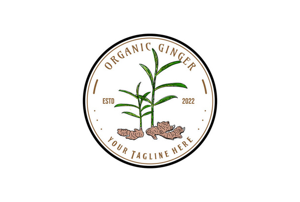 Vintage Circular Badge Etikett der Ingwerpflanze für Farm oder Produkt-Logo - Vektor, Bild