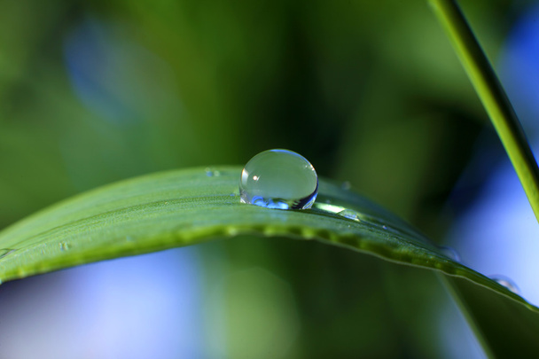 Drop of dew - Фото, зображення