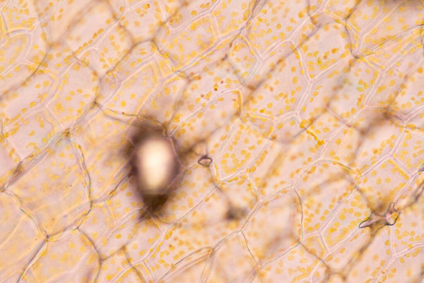 細胞構造花、教室教育のための顕微鏡下の植物細胞におけるクロモプラストの表示. - 写真・画像
