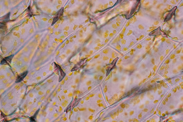 Цветок клеточной структуры, Вид хромопласта в клетках растений под микроскопом для обучения в классе. - Фото, изображение