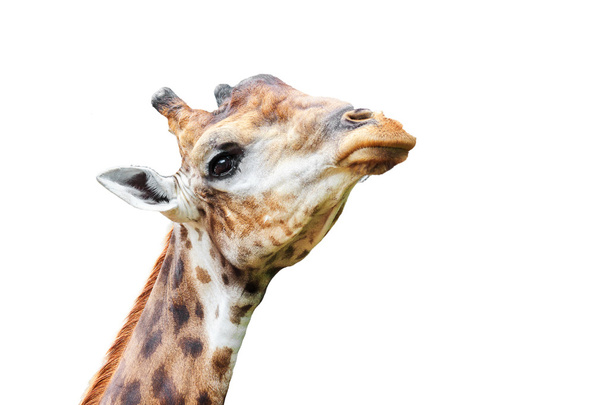 giraffe - Foto, immagini