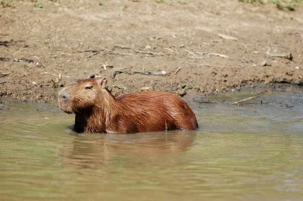 capybara Beni River Bolivia dschungle wildlife nature. High quality photo - Photo, Image