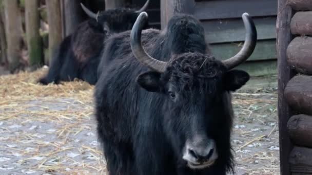 Κοντινό πλάνο των σκοτεινών εγχώριων yaks μάσημα τροφίμων - Πλάνα, βίντεο