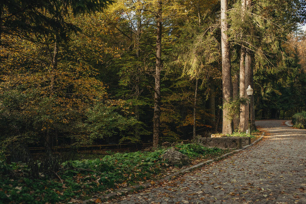 Strada nel parco in colori autunnali, una passeggiata nella foresta - Foto, immagini
