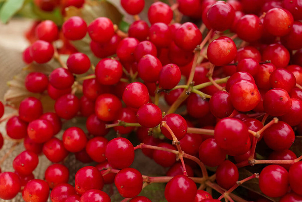 Closeup view of ripe red viburnum berries - Photo, image