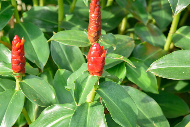 Blooming red Indian head ginger or Costus spicatus. Common Name: Indian Head Ginger, Spiked Spiralflag - Photo, Image