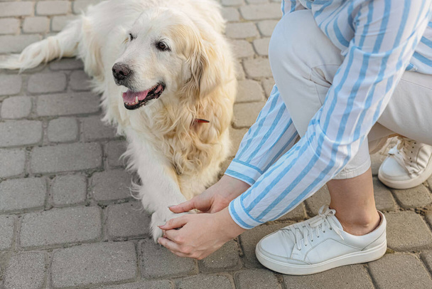 Woman holding dog's paw on city street, closeup - Zdjęcie, obraz