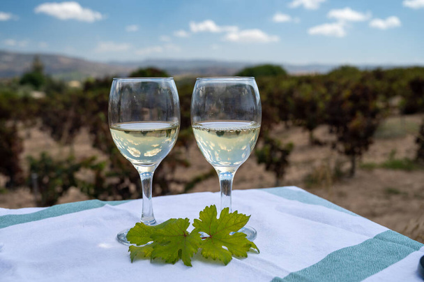 Degustación de vinos blancos en viñedos de Chipre. Producción de vino en Chipre, ruta turística del vino y visita de bodegas. - Foto, imagen
