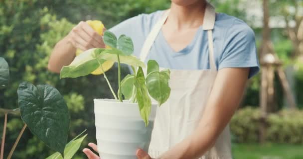 Detailní veselý šťastný asijské dívka nosit zástěru držet hrnec na její ruce zalévání rostlin v útulné domácí zahradě. Jemně zalít rostliny pomocí vodní tříšť, Zahradničení domácí domácí životní koncept. - Záběry, video