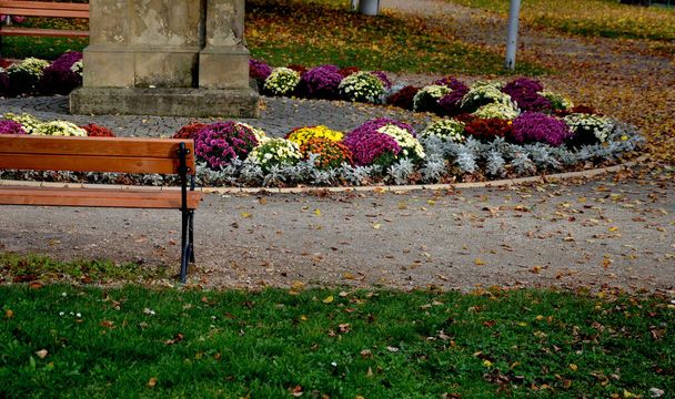 parque ajardinado con un monumento rodeado por un espectacular macizo de flores. Coloridos astros de otoño. adoquines y caminos de grava y bancos de madera, plaza de la ciudad, púrpura, rosa, banco, grava, camino de tierra - Foto, imagen