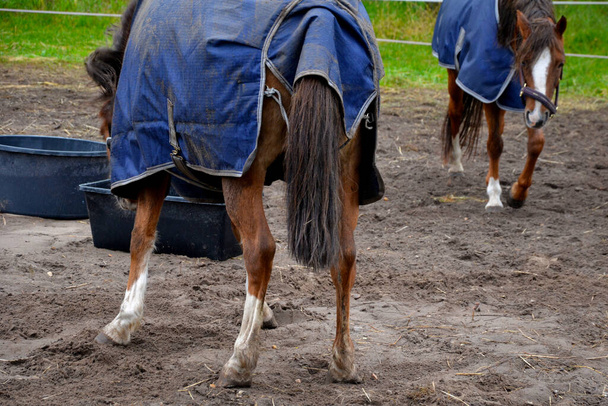 I cavalli al pascolo nel paddock sono curiosi. hanno una cavezza con un moschettone e una coperta moderna contro il freddo. è un giorno piovoso, pelo umido sulle spalle dei cavalli, sporco di fango e sporcizia - Foto, immagini