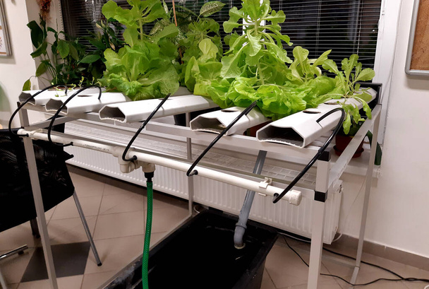 az iskola folyosójának belsejében növekvő hidroponikus asztal, saláta zöldségeket termesztenek. a pumpa a fehér szerkezetű öntözőcsövet a gyökerekhez juttatja. - Fotó, kép