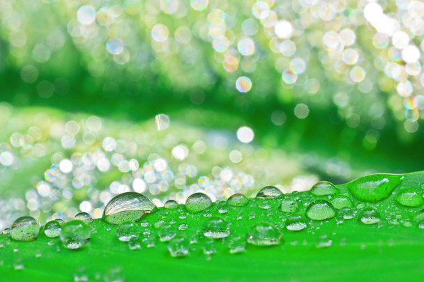 Yeşil yaprak ve su damlaları - Fotoğraf, Görsel