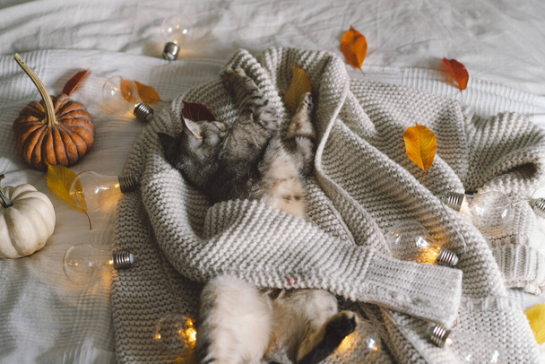 Un lindo gato en un suéter suave en una cama con guirnalda decorativa. Conceptos de otoño o invierno. Concepto Hygge. - Foto, imagen