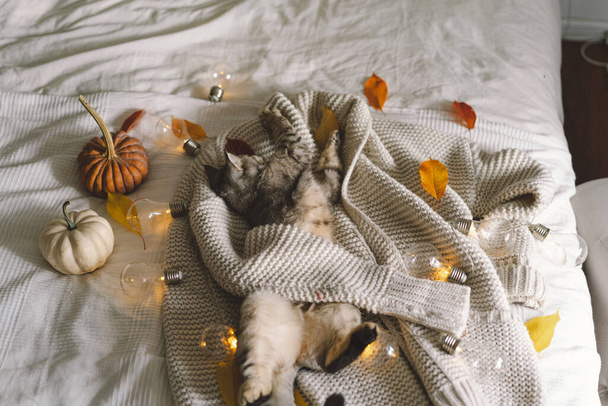Μια χαριτωμένη γάτα σε ένα μαλακό πουλόβερ σε ένα κρεβάτι με διακοσμητική γιρλάντα. Φθινοπωρινές ή χειμερινές έννοιες. Έννοια Hygge. - Φωτογραφία, εικόνα