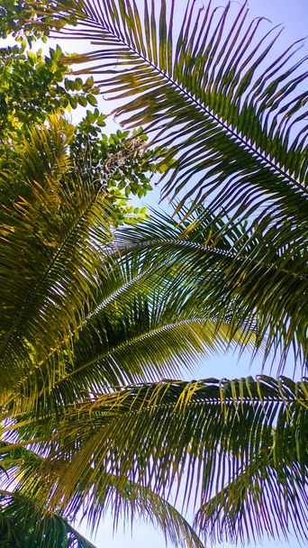 Foglia di palma da cocco verde e cielo blu pulito. Schema delle palme. Vacanza Mood e Carta da parati - Foto, immagini